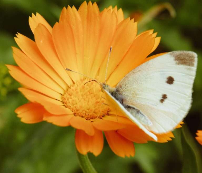 Usare la calendula: immagine del fiore di un caldo arancione con una farfalla crema con puntini marroni appoggiata sui petali. Sullo sfondo foglie verdi e fresche.