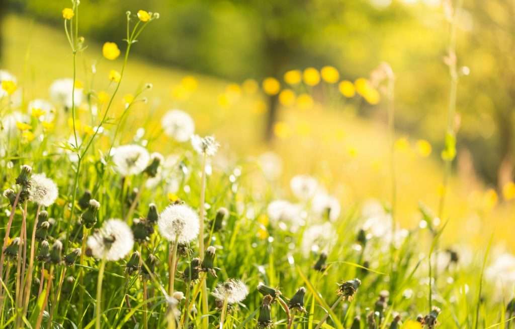 Immmagine di un prato in piena fioritura: l'allergia ai pollini è uno degli effetti della Primavera più comune.